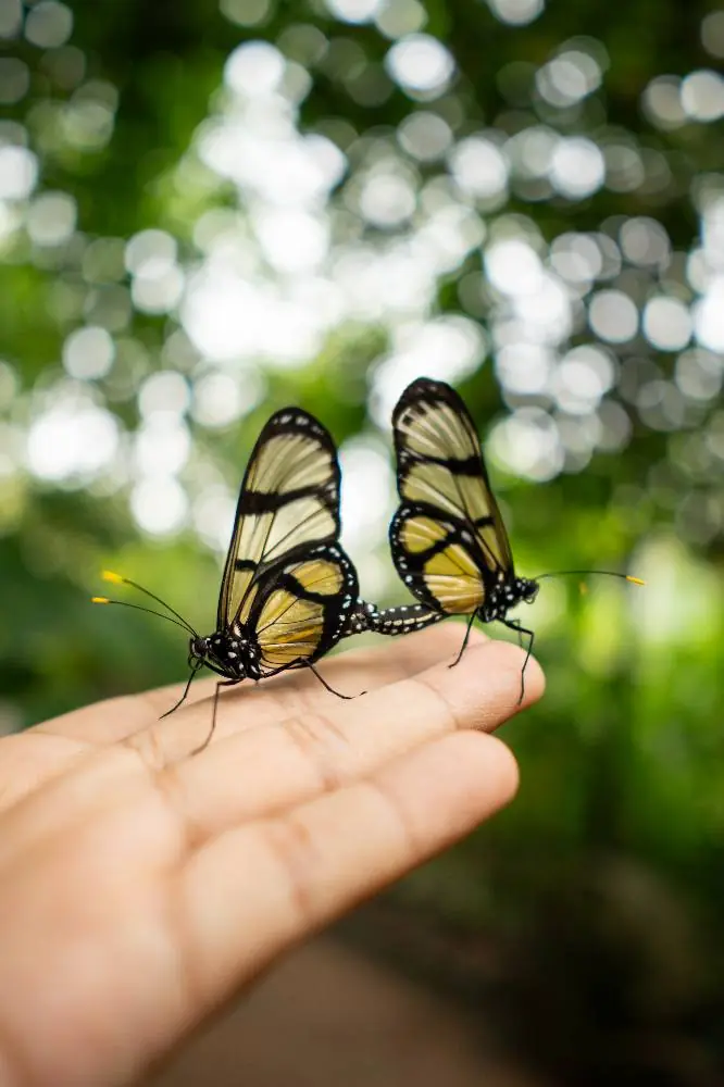 Mariposario
